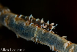 Dragon Shrimp.

Nikon D80,105mmVR,Anthis housing,f18,1/... by Allen Lee 